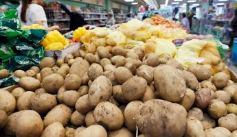 Цены на свежие овощи пошли вниз. Где в Беларуси купить помидоры по 1,3 рубля, а картошку по 65 копеек?
