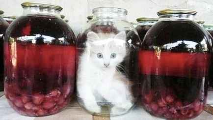 Этими крышками нельзя закатывать огурцы. А какие взять для варенья, чтобы год простояло?