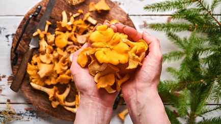 В Беларуси зафиксировали отравление съедобными лисичками. И что теперь делать?