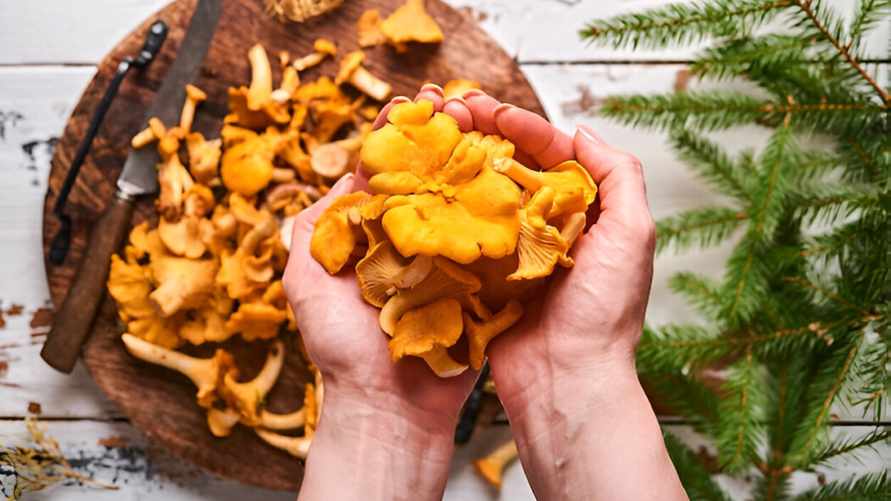 В Беларуси зафиксировали отравление съедобными лисичками. И что теперь делать?