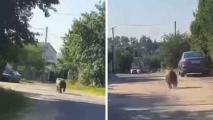 «Квартирку на зиму присматривает» — Медведь пустился наперегонки с авто по посёлку под Минском