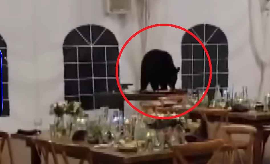 В США медведь ворвался на свадьбу и сожрал десерты. Но молодожены этому обрадовались