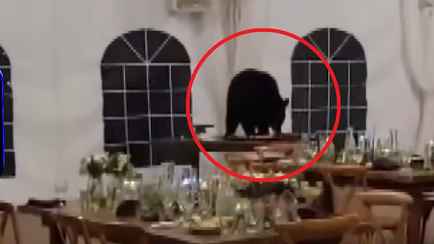 В США медведь ворвался на свадьбу и сожрал десерты. Но молодожены этому обрадовались