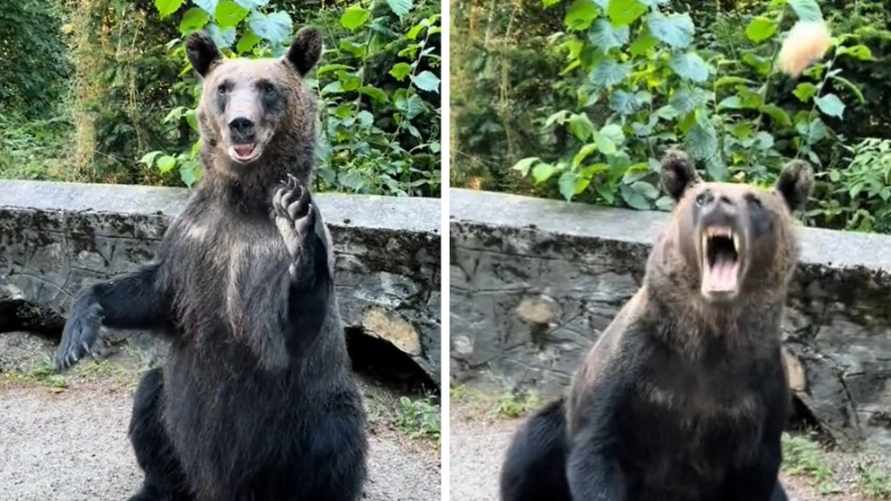 «Отдали все сосиски» — Позитивный медведь устроился на дороге в Румынии. Как встречает туристов?