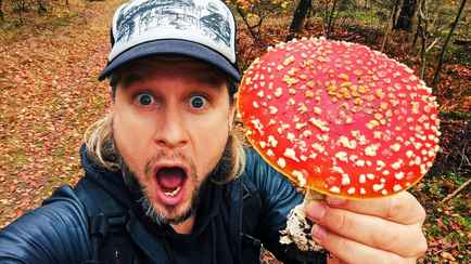 Минздрав запретил в Беларуси мухоморы