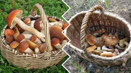 Сколько грибов и ягод вырастет в Беларуси в 2023 году? Ботаники НАН РБ дали прогноз