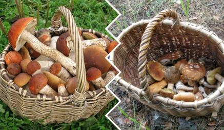 Сколько грибов и ягод вырастет в Беларуси в 2023 году? Ботаники НАН РБ дали прогноз