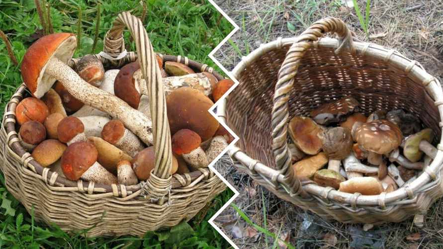 Сколько грибов и ягод вырастет в Беларуси в 2023 году? Ботаники НАН РБ дали прогноз