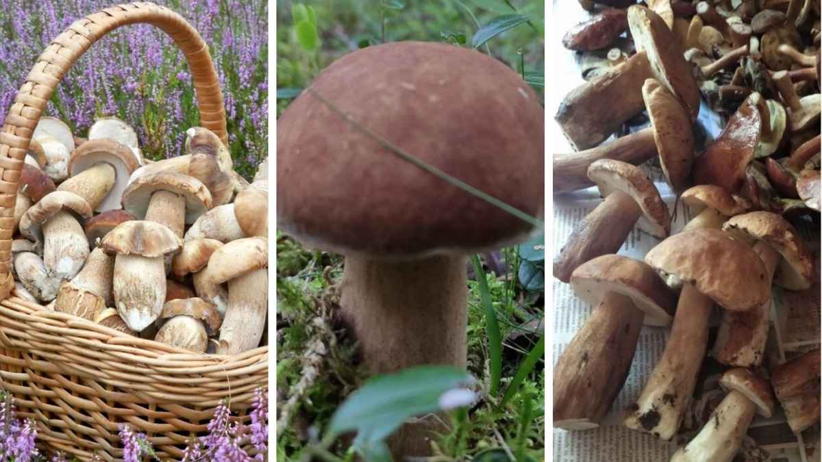 «На всех не хватит» - Грибник ошарашил белорусов. Где стоит ехать в лес на выходных?