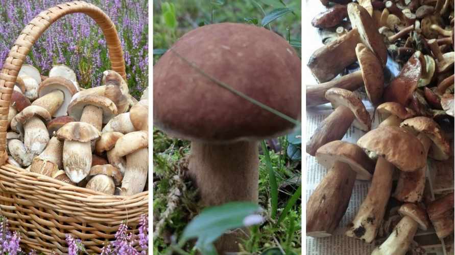 «На всех не хватит» - Грибник ошарашил белорусов. Где стоит ехать в лес на выходных?