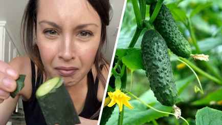 Огурцы на огороде стали горчить? Ещё не поздно предотвратить появление в них кукурбитацина