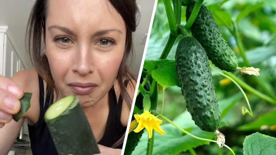 Огурцы на огороде стали горчить? Ещё не поздно предотвратить появление в них кукурбитацина
