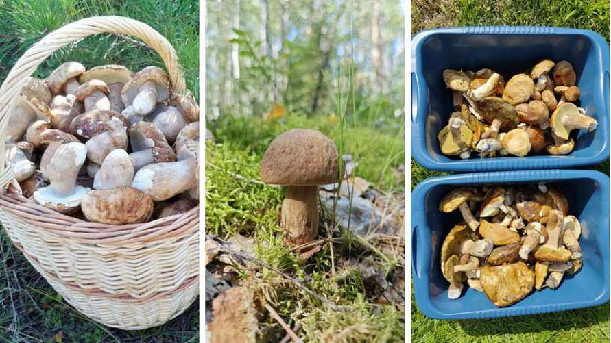 «За 15 минут корзина с горкой» — Куда в Беларуси стоит ехать за грибами, а где в лес даже заходить нельзя?