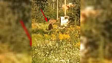 «В лесу встретить меньше шансов, чем в городе!» — Под Минском опять заметили медведя
