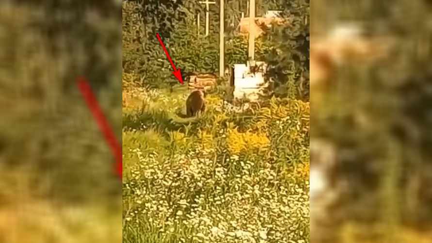 Скриншот с видео