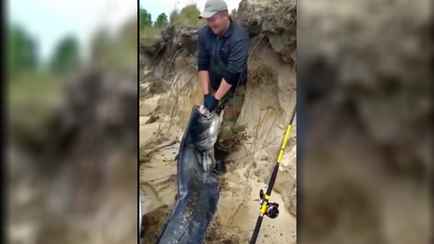 «Монстр!» — Под Лоевом рыбаки выловили из Днепра 100-килограммового сома