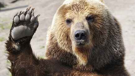 Когда при встрече с медведем хлопать в ладоши, а когда – свернуться на земле клубком. В Природоохране дали инструкцию