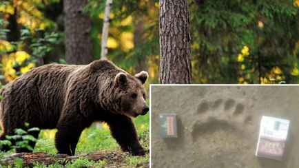 «Ищет свою территорию» — В Минлесхозе рассказали о буром медведе, гуляющем под Минском