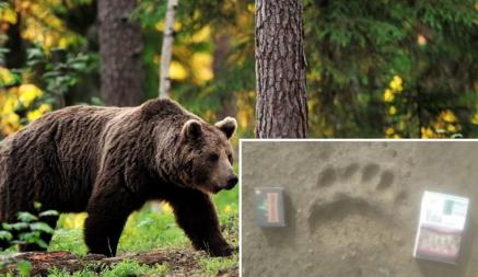 «Ищет свою территорию» — В Минлесхозе рассказали о буром медведе, гуляющем под Минском