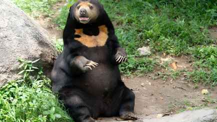 Посетители заподозрили, что медведи в китайском зоопарке на самом деле переодетые люди. Почему?