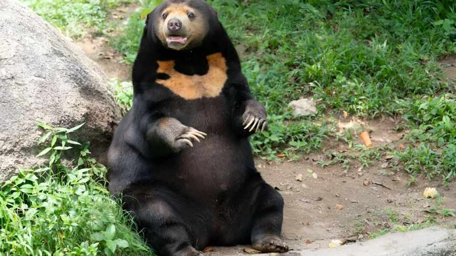 Посетители заподозрили, что медведи в китайском зоопарке на самом деле переодетые люди. Почему?