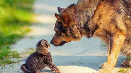 Один из банков предложил белорусам застраховать питомцев. Какие расходы компенсируют?