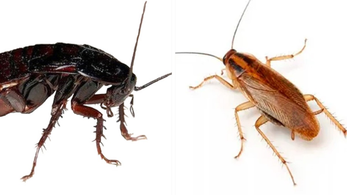 Чем отличаются чёрные и рыжие тараканы?
