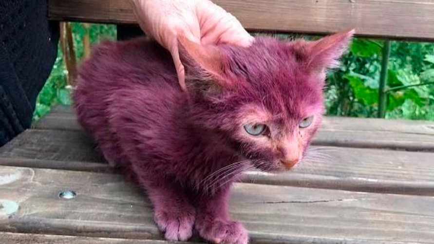 «Такого я еще не видела» - В Минске нашли фиолетового котенка
