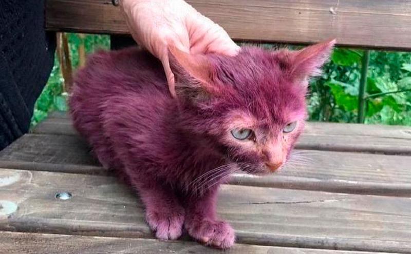 Историей необычного фиолетового котёнка поделились минские волонтёры из