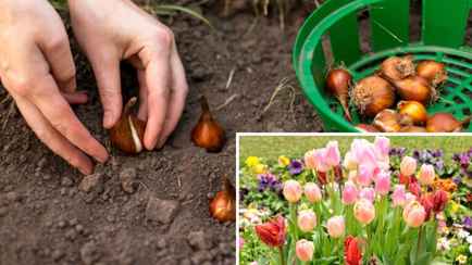 Когда сажать тюльпаны, чтобы они успели укорениться до зимы? Нашли идеальное время