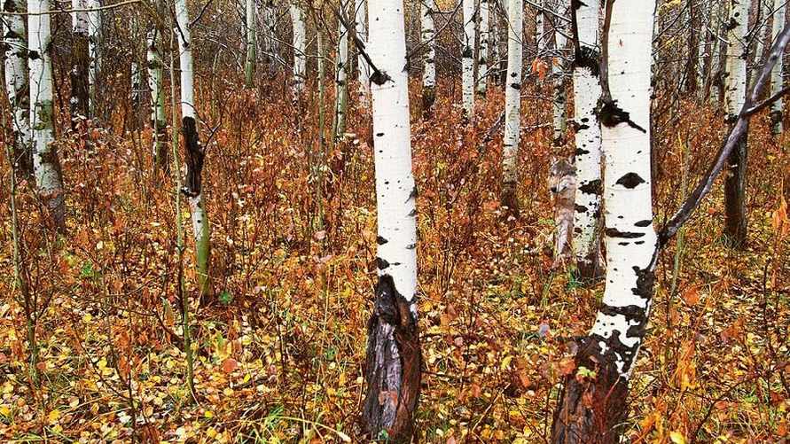 Только 5% людей могут сделать это за 15 секунд. Найдите на картинке волка