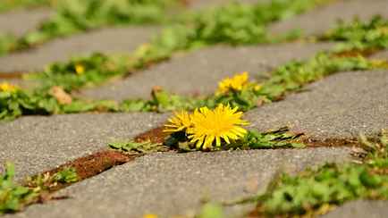 Как избавиться от травы между плитками на дорожке? Забудьте про тяпки