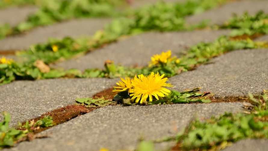 Как избавиться от травы между плитками на дорожке? Забудьте про тяпки
