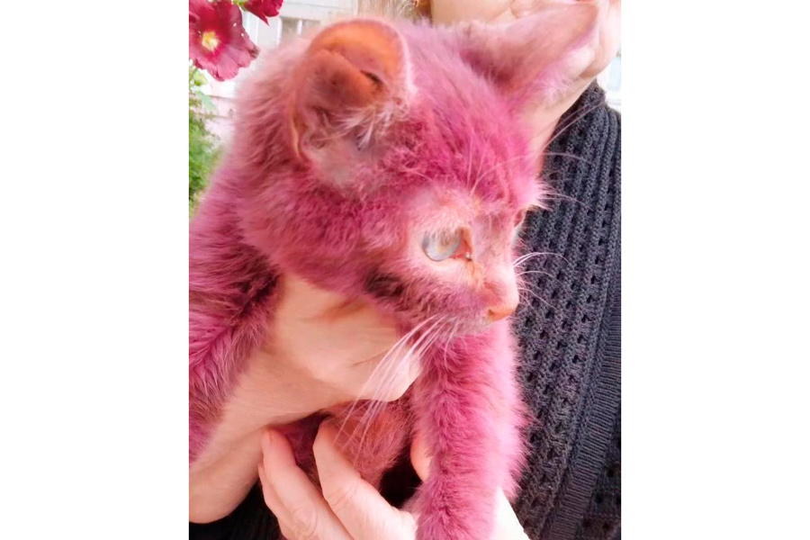«Такого я еще не видела» — В Минске нашли фиолетового котенка