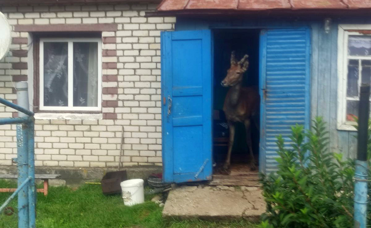 "Один недостаток — грызет провода" — Белорус рассказал, как ручной олень Федор помогает по хозяйству