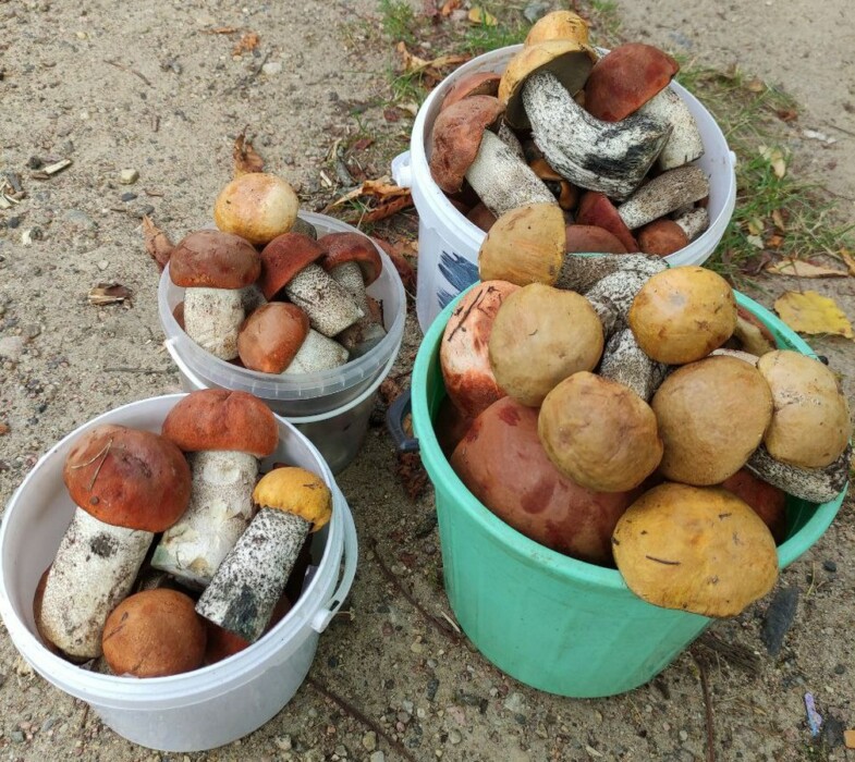 "Сушь несусветная, но..." — Белорусы рассказали, где собрали много грибов, а где «7 из 10 червивые»