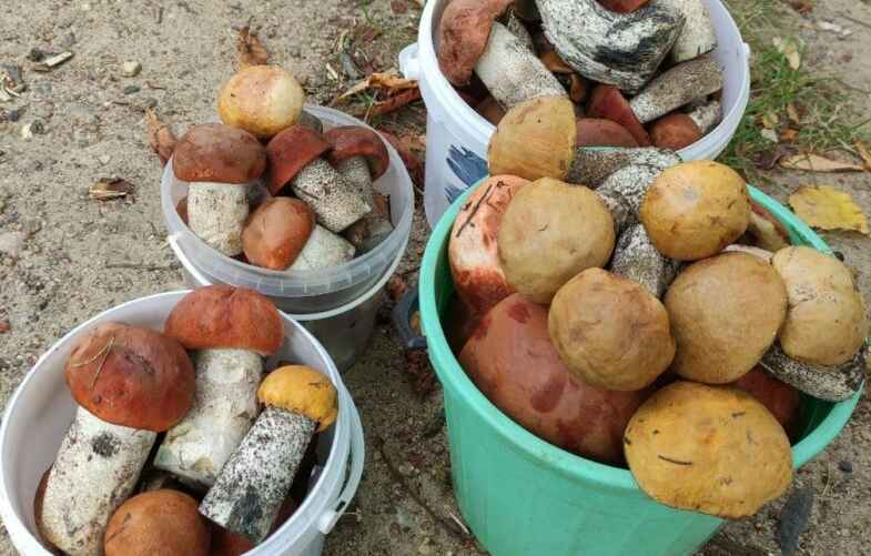 Фото: t.me/gribybelarus