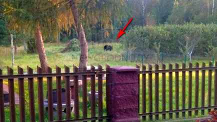 Прямо у дома — Под Гродно, в популярных грибных местах, заметили медведя