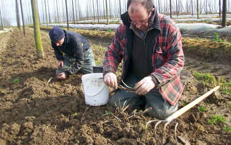 Вот так собирают белые побеги хмеля