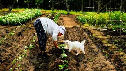 Эти 7 овощей с любого белорусского огорода очистят сосуды. Как помогут победить атеросклероз?
