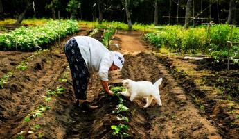 Эти 7 овощей с любого белорусского огорода очистят сосуды. Как помогут победить атеросклероз?