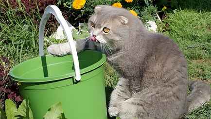 Полейте огород этим копеечным раствором осенью. Летом получите небывалый урожай