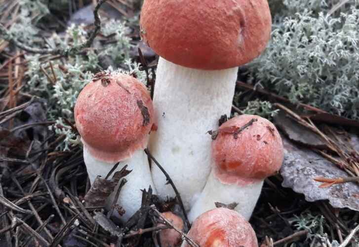 Фото: vk.com/gribnievoiskabelarus