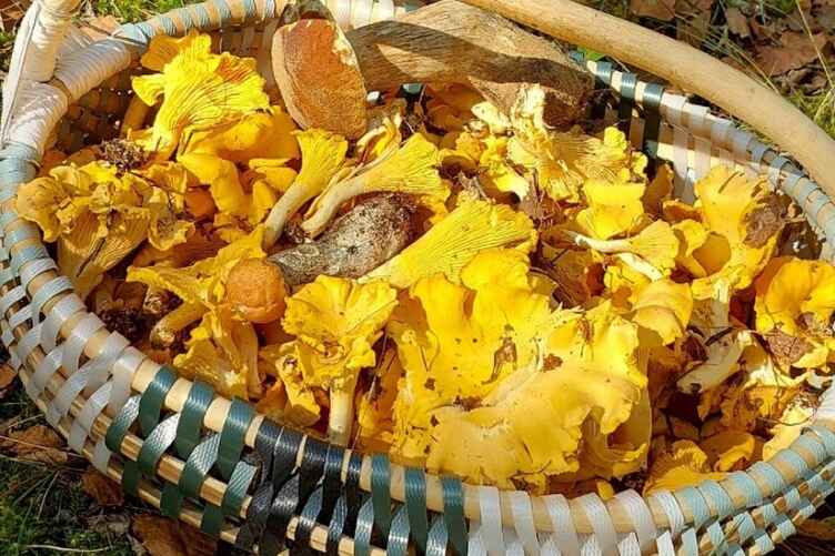 Фото: vk.com/gribnievoiskabelarus