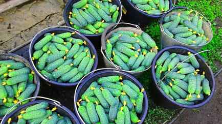 Сделайте это — и будете собирать огурцы до самых заморозков. Эксперты дали 5 советов