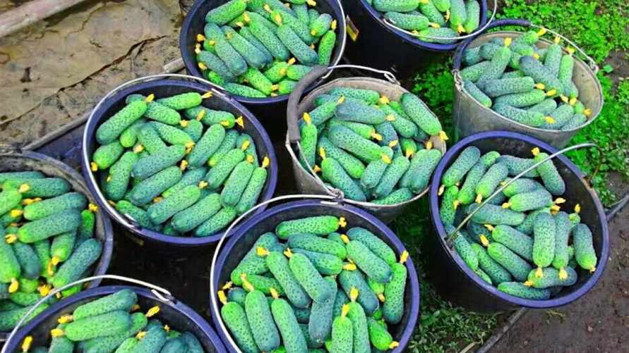 Сделайте это — и будете собирать огурцы до самых заморозков. Эксперты дали 5 советов