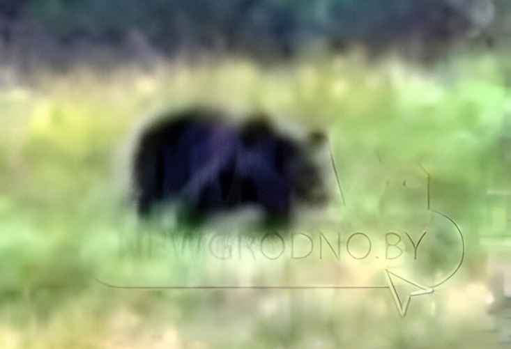 Фото с сайта newgrodno.by