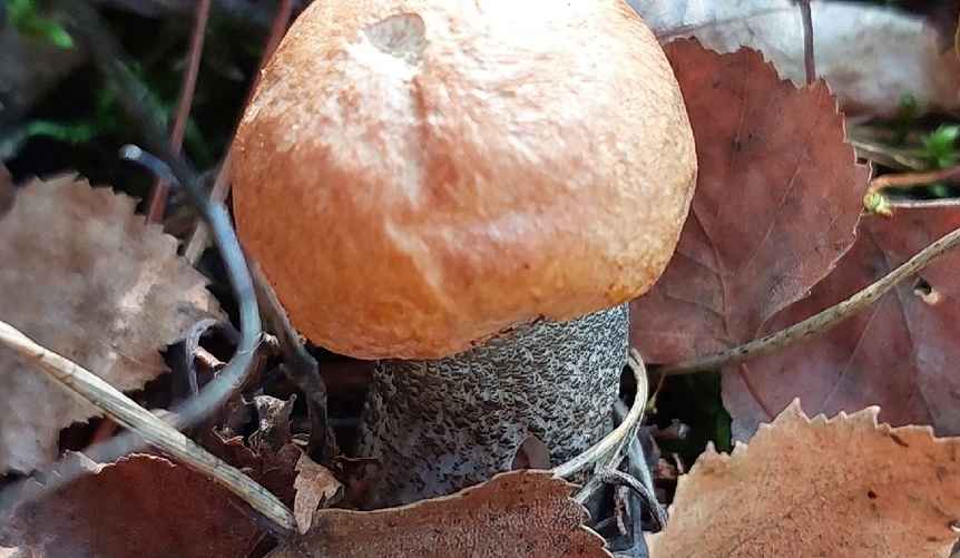 Фото: vk.com/gribnievoiskabelarus