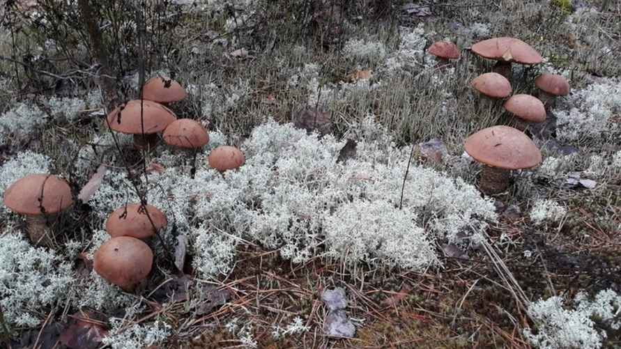 Фото: vk.com/gribnievoiskabelarus