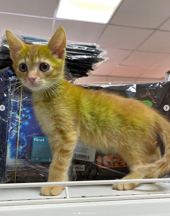 Никто его не красил!» - Белорусам предложили 50 рублей за имя для  «сенсационного» зелёного котёнка из Гродно - Telegraf.news